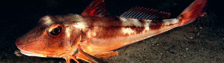 Närbild – Sydlige fiskearter 