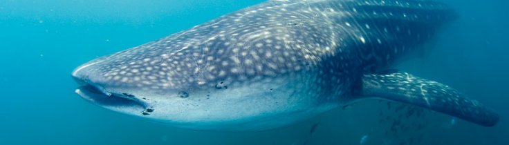 Hajlexikon: Valhaj – Rhincodon typus