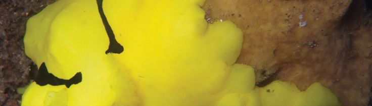 Aegires minor
