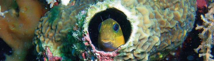 Följ med till Fundu – dykning på Pemba