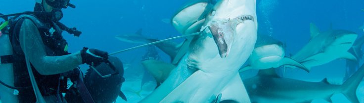 En dag på jobbet - hajmatare på Bahamas