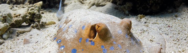 Sex dagar i öknen - dykning i södra Egypten Sex dagar i öknen - dykning i södra Egypten