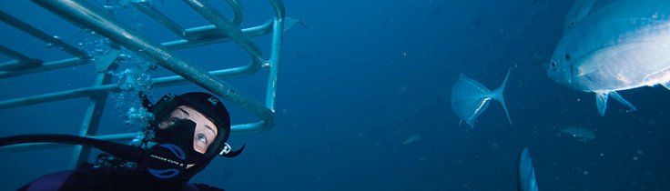 Det speciella med Rodney Fox Shark Expeditions är att hajburen inte bara hänger 