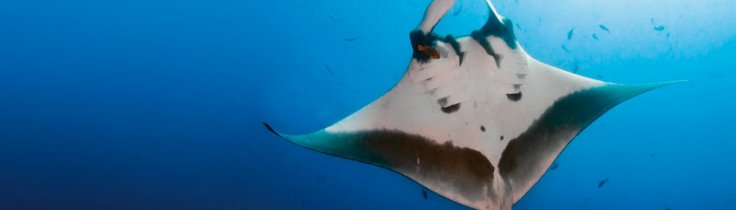 Socorro öarna – Mäktiga möten