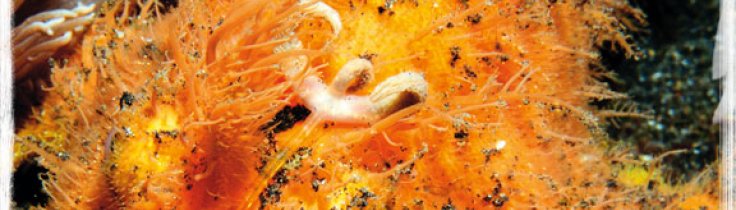 Makro, mimick och mandariner – Lembeh Strait, muck-divingens mecka