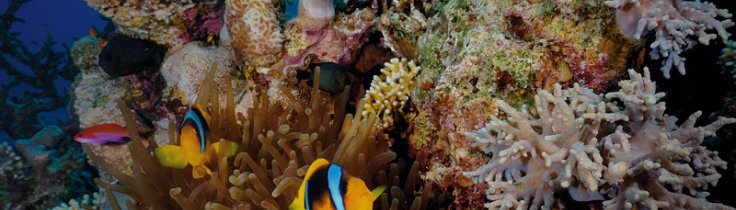Dahab – Ökensafari hos beduiner 