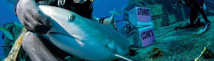 Bahamas – På hajcirkus hos Stuart Cove