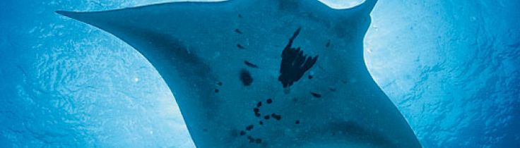 Bali – Variationernes ø Bali – Variationernes ø