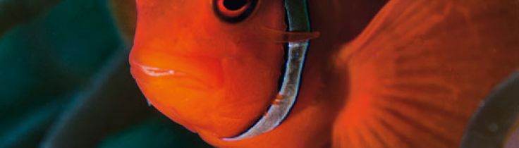 Mabul – fristed for makroliv