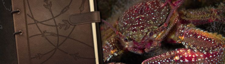Perus praktfulla porslin – Ur Frodes loggbok