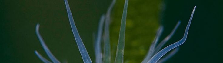 Kräftkalas i Tvedöra – ett grustag i Skåne Kräftkalas i Tvedöra – ett grustag i Skåne