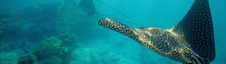 Sharm el Sheikh
