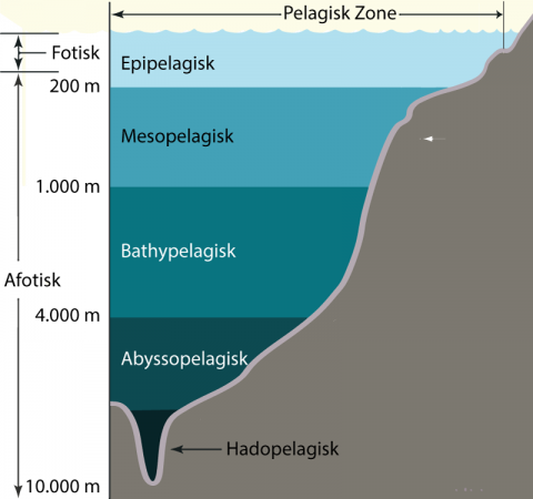 Epipelagisk