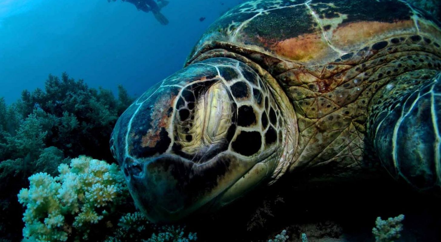 Sköldpaddsskolan, del 2: Havssköldpaddornas kost och logi