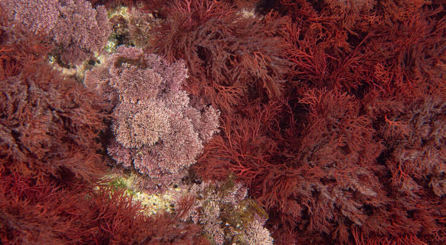 Medesöarna – Dykning i Katalonien