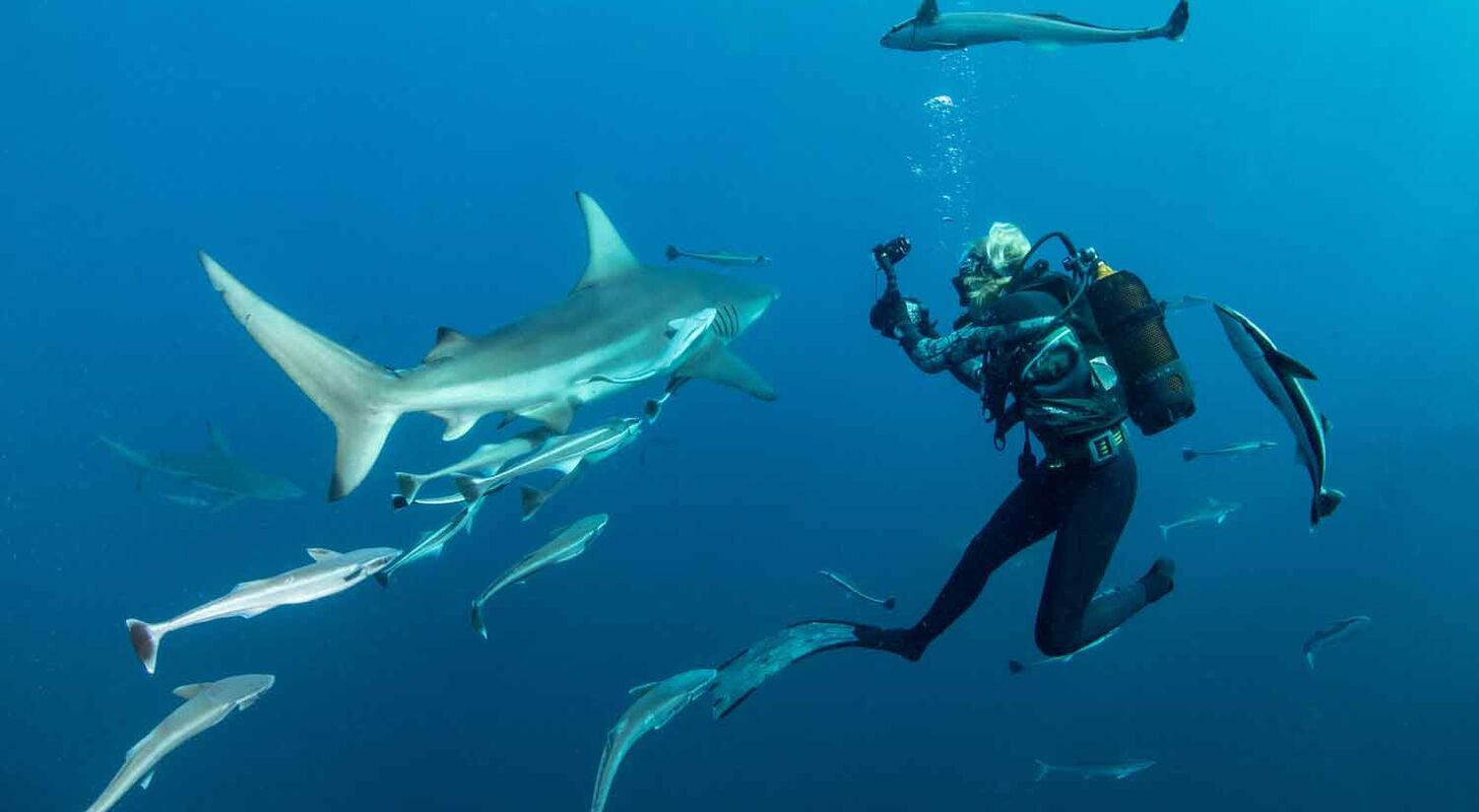 vThe SharkWise Project – Jag har sett en haj i ögonen och blev förälskad direkt