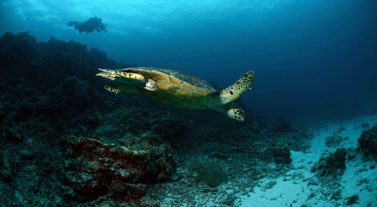 Okinawa och havssköldpaddor hör onekligen samman. När du dyker runt öarna är det nästan garanterat att du möter sköldpaddor.