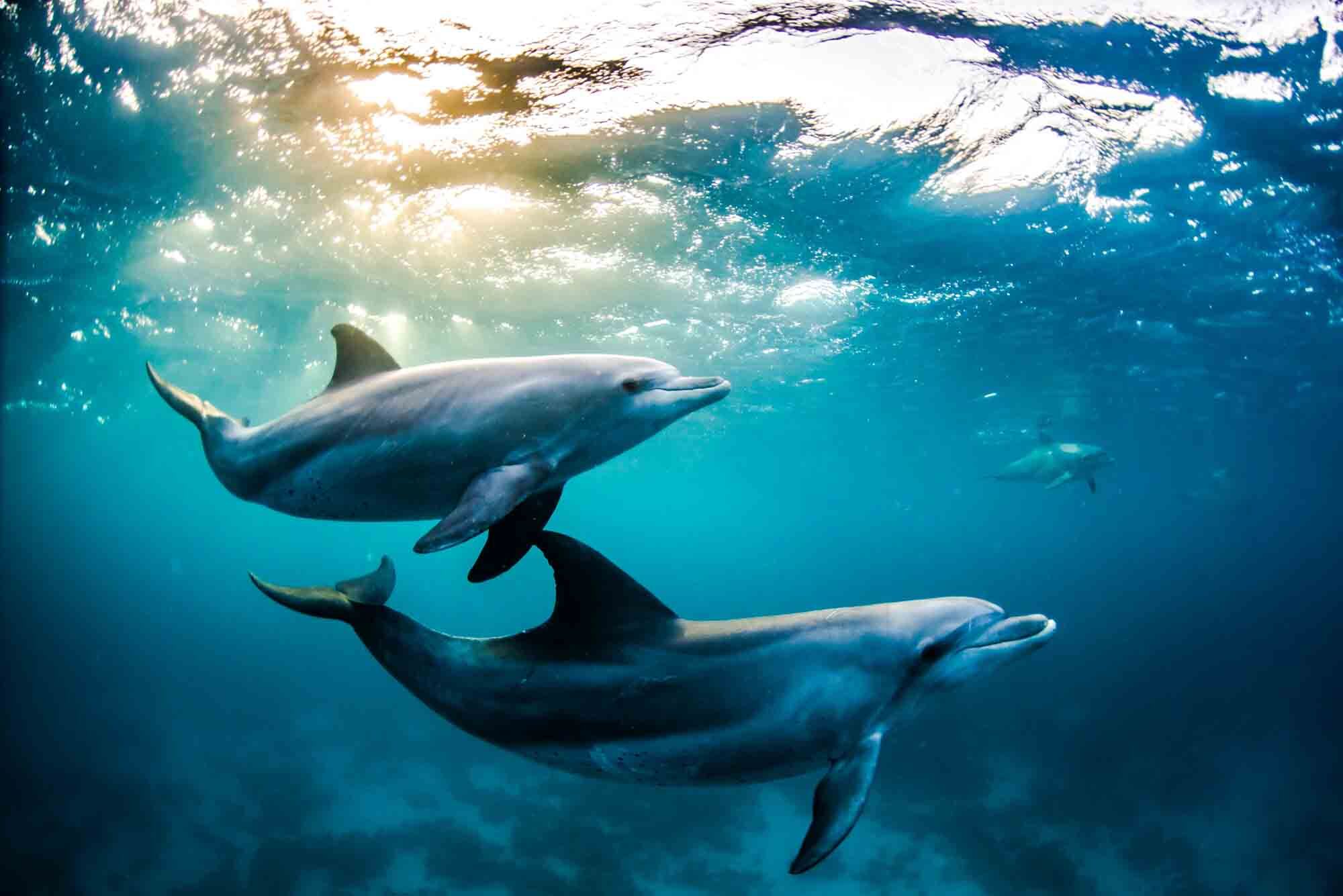 Delfiner i solnedgången- Röda havet