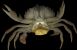 Sacculina carcini fäst vid krabba Foto: Wikipedia