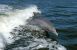 Delfin Foto: Wikipedia