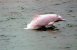Sällsynt delfin siktad i Kina