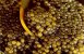 WWF – Ingen export av kaviar!
