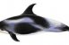 Död delfin hittad i Halland
