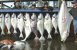 Butiker säljer fisk som är utrotningshotad