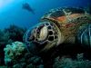 Sköldpaddsskolan, del 2: Havssköldpaddornas kost och logi