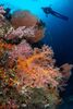 Raja Ampat – Kunglig dykning i hjärtat av koralltriangeln