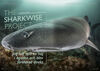 The SharkWise Project – Jag har sett en haj i ögonen och blev förälskad direkt