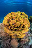 Korall vid Bluff point, Röda havet Sony A7R II, 2 x Sea&Sea YS-D1 Sigma 15mm, ISO-200, f/16, 1/50 s