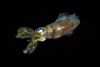 Ett skott i mörkret - Vad är blackwater diving?