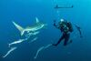vThe SharkWise Project – Jag har sett en haj i ögonen och blev förälskad direkt